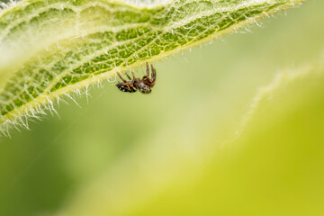 Wall Mural - spider on a leaf