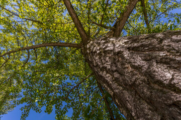 Wall Mural - tree