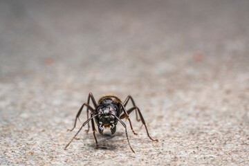 Wall Mural - ant on a wall