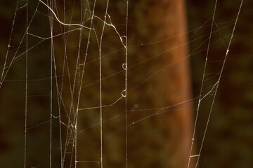 Wall Mural - spider web