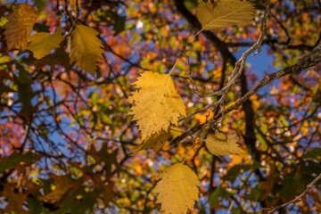 Wall Mural - autumn leaves against sky