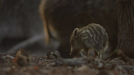 Wall Mural - closeup young wild boar sus scrofa, piggy scratching yourself by tree trunk. wildlife scene of furry