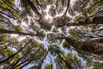 Wall Mural - tree in the forest