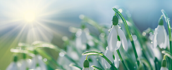 Canvas Print - snowdrops on bokeh background in sunny spring garden under sunbeams.