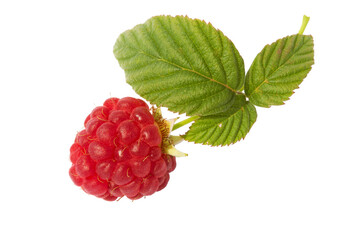 Wall Mural - The raspberry on a branch on a white background isolated