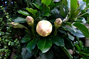 Buds of cup of gold plant (Solandra grandiflora), dark chalice leaves in background.