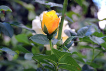 A Close-up Of An Opening Yellow Rose Flower