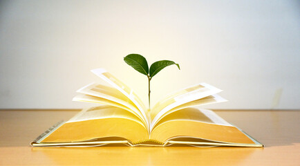 The concept of education by planting a tree of knowledge in open book on wood table in the library, education background.