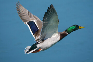 Mallard drake in flight by plain blue flat water in early spring in freezing cold in breeding plumage
