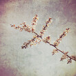 Blackthorn blossom, Prunus spinosa