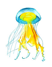 Hand Drawn Watercolor Colorful Illustration Of Blue And Yellow Jellyfish Isolated On White Background.