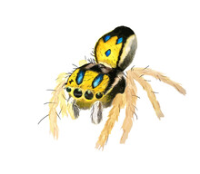 Hand Drawn Watercolor Colorful Illustration Of Black And Yellow Spider With Hairy Legs Isolated On White Background.