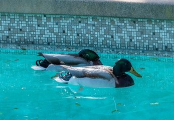 Mallard ducks in the backyard swimming pool