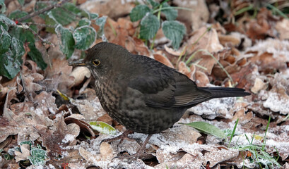 Poster - Selective focus shot of a small blackbird on the fallen leaves in wintertime