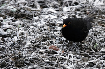 Poster - Selective focus shot of a small blackbird on leaves covered with snow