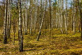 Fototapeta Na ścianę - Early spring wood landscape of mixed thicket in Kampinoski Forest in Izabelin near Warsaw in Mazovia region of central Poland