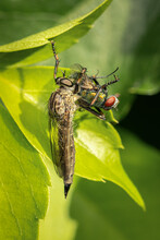 Large Assassin Fly Eating A Green Bottle Fly