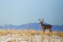 Big Whitetail Buck Deer On A Ridge Top With Mountains In The Background - Environmental Portrait Photographed During Deer Hunting Season