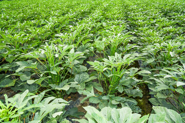 The okra fruit is in the fruiting stage, in the farmland of Pingtung, Taiwan.