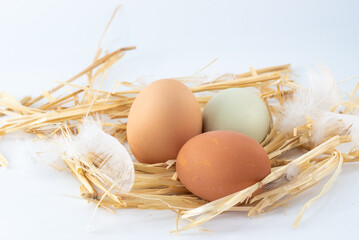 Eggs in a nest on a white background with feathers.