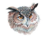 Fototapeta  - 
Watercolor owl bird isolated on a white background illustration.
