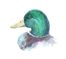 Watercolor Single Duck Animal Isolated On A White Background Illustration.