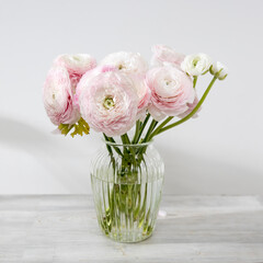 Wall Mural - the Bouquet of pale pink Persian buttercups isolated on pale gray.