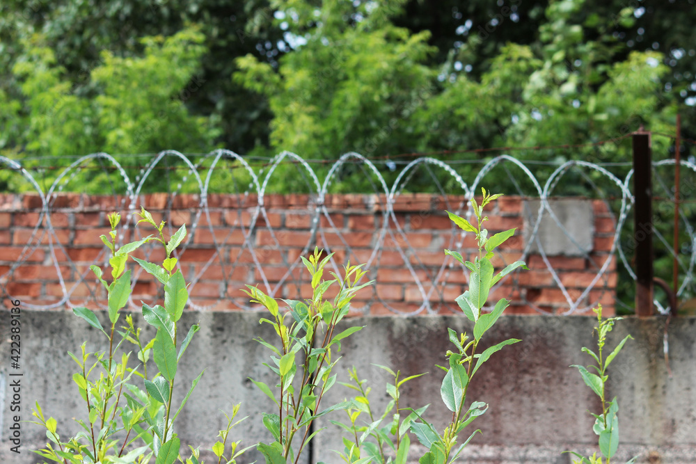 barbed wire on a brick wall background. Prison and freedom concept ...