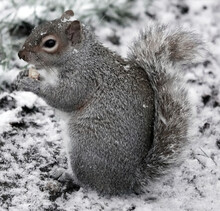 Closeup Shot Of A Gray Squirrel Eating A Nut In The Forest In Wintertime