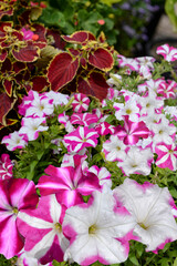 Wall Mural - pink and white petunia flowers in garden