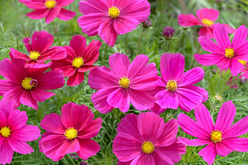 Wall Mural - pink cocmos flowers in the garden