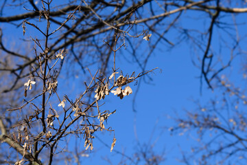 field maple