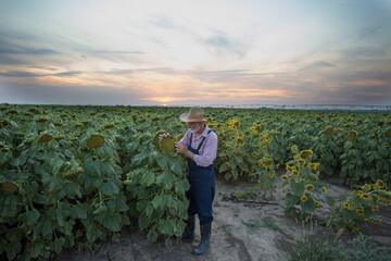 Wall Mural - Farmer holding sunflower head in field