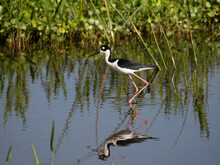 Black-necked Stilt (Himantopus Mexicanus) Shorebird Of Wetlands And Coastlines. Taken Along The Gulf Of Mexico Florida