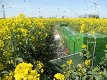 Bees Fly Out Of Beehives To Collect Nectar In A Yellow Canola Field Against A Blue Sky
