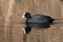 Side View Of Common Eurasian Coot Swimming In The Golden Reflections Of Reed
