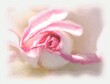 Delicate pink and white rose, with painterly effect