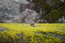 Marmot In The Mountains