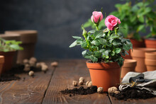 Pink Rose In A Pot, Flower Pots, Soil, Expanded Clay, Garden Pruner On Background.