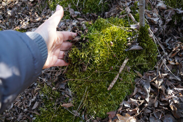 female hand touching green moss in the forest