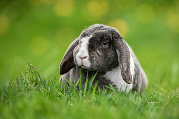 Wall Mural - Little grey fold rabbit sitting in the grass in summer