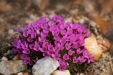 Poster - USA, Wyoming, Beartooth Mountains. Moss campion wildflower close-up.