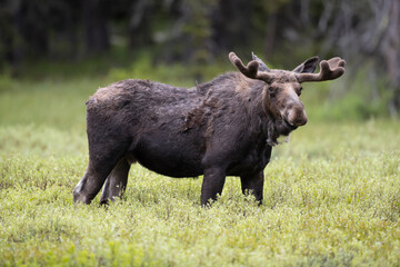 Sticker - USA, Wyoming, Yellowstone National Park. Bull moose with velvet antlers.