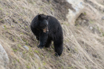 Sticker - USA, Wyoming, Yellowstone National Park. Black bear on hillside in spring.