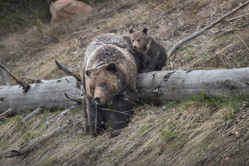 Poster - USA, Wyoming, Yellowstone National Park. Grizzly bear sow with cub on snowy spring day.