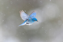 Yellowstone National Park, A Male Mountain Bluebird Hovers Above A Stream In A Snowstorm Looking For Insects.