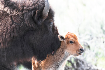 Canvas Print - Yellowstone National Park. American bison cow licks its calf.