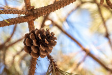 Pine Cone On The Tree