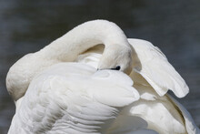 Yellowstone National Park, Trumpeter Swan Preens Its Feathers While Watching Alertly.