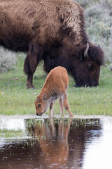 Canvas Print - Yellowstone National Park, Lamar Valley. American bison calf stays close to its mother while exploring a pond.